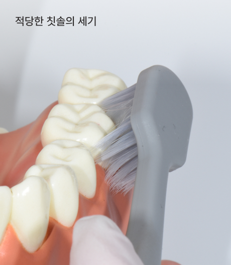 올바른 양치법 적당한 칫솔 세기