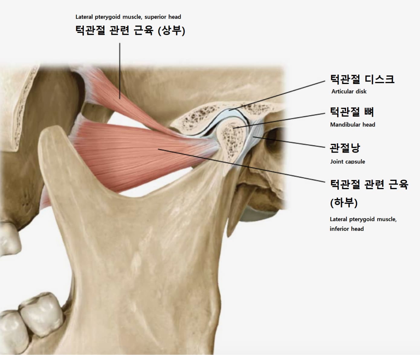 더스퀘어치과 | 구강내과 턱관절 질환의 종류와 치료법